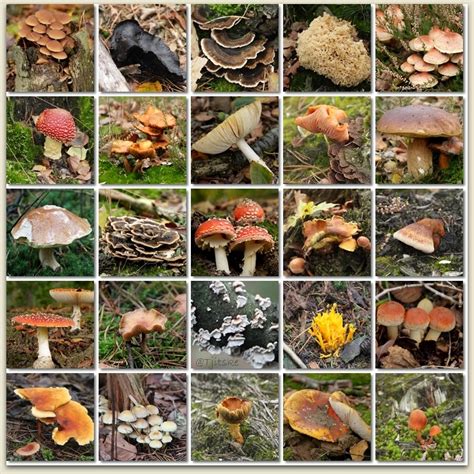 Collage van verschillende Holztiger bomen en paddenstoelen figuren