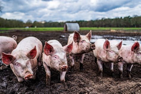 Kinderen die met plezier de varkens voeren op de boerderij.
