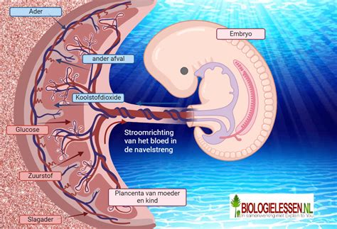 Illustratie van een baarmoeder met de placenta, de navelstreng en de baby.