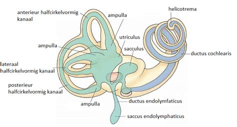 Schematische weergave van het menselijk binnenoor met het evenwichtsorgaan en het slakkenhuis.
