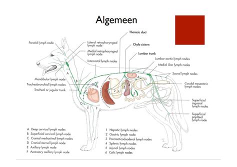 Schema van de melkklieren bij een hond met daarop aangegeven mogelijke locaties van tumoren