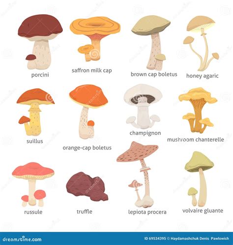 Afbeelding van verschillende soorten medicinale paddestoelen.
