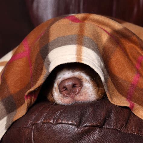 Schema van de temperatuurcurve van een drachtige teef voorafgaand aan de bevalling.