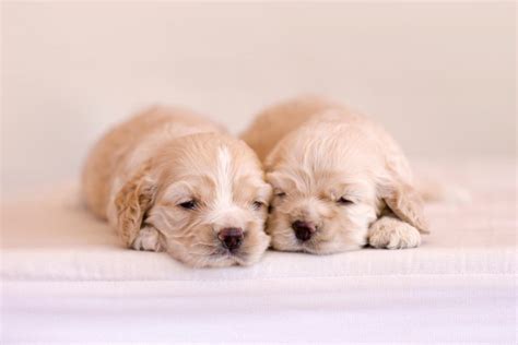 Diagram met de optimale temperatuurcurve voor pasgeboren pups.