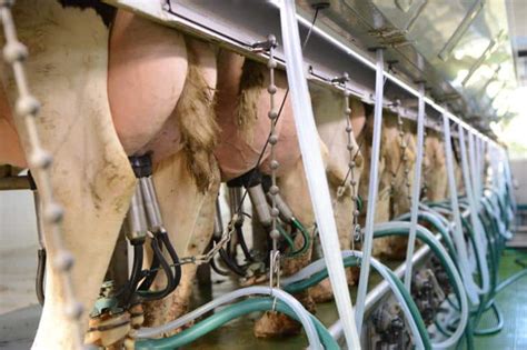 Visualisatie van de melkproductie bij een teef tijdens de lactatieperiode.