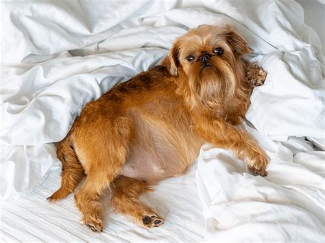 Illustratie van een echografie van een drachtige hond.