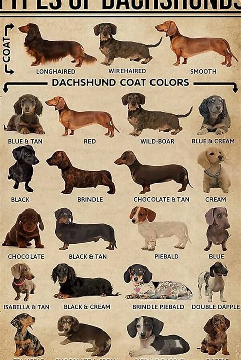 Een illustratie die de anatomie van de teckel benadrukt, met focus op de lange ruggengraat en korte poten.