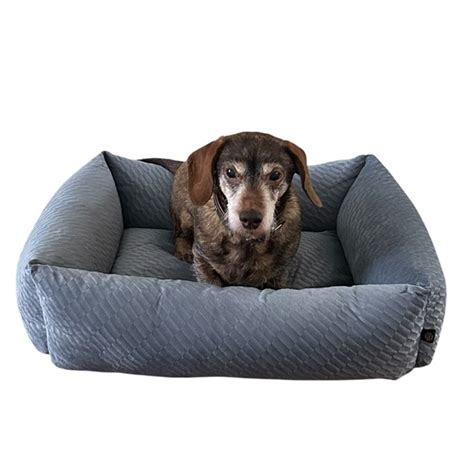 Een overzicht van essentiële benodigdheden voor een teckel, waaronder een mand, voerbak, hondentrap en speeltjes.