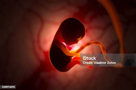 illustratie van een baarmoeder met een foetus die beweegt