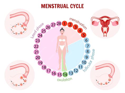 infographic met factoren die menstruatiecyclus beïnvloeden