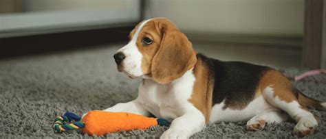 Een beagle die vrolijk speelt met een interactief puzzelspeeltje.