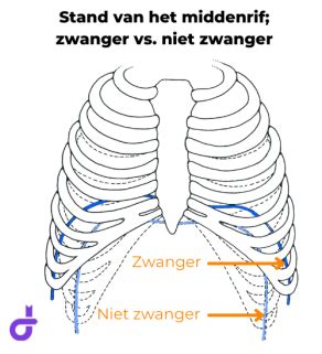 Grafiek die de verandering van de positie van het middenrif en de ribbenkast tijdens de zwangerschap toont.