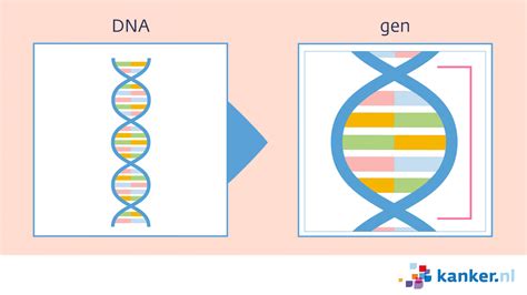 Een diagram dat de 'nature vs. nurture'-vraagstelling illustreert, met pijlen die genen en opvoeding voorstellen die leiden tot individuele ontwikkeling.