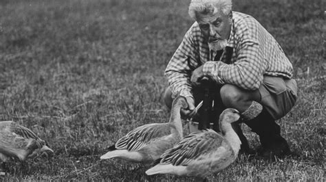 Iconische foto van Konrad Lorenz met ganzenkuikens.