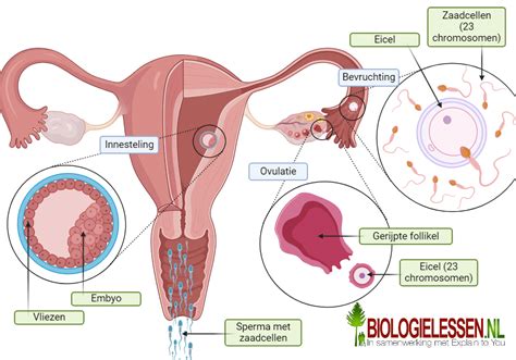 Schematische weergave van de effecten van cafeïne op de foetus via de placenta.
