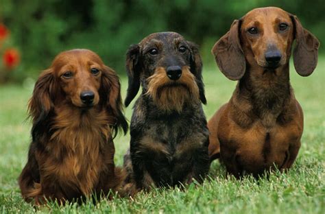 foto van een Ruwhaar Teckel die getrimd wordt
