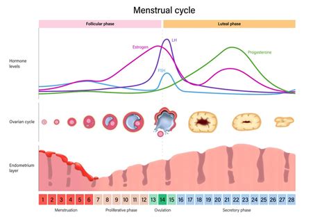 Grafische weergave van de hormonale schommelingen tijdens de menstruatiecyclus met bijbehorende emotionele toestanden