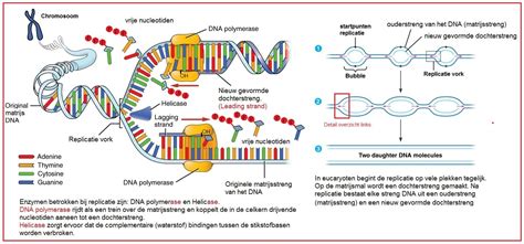 Schema van DNA-replicatie en mogelijke fouten