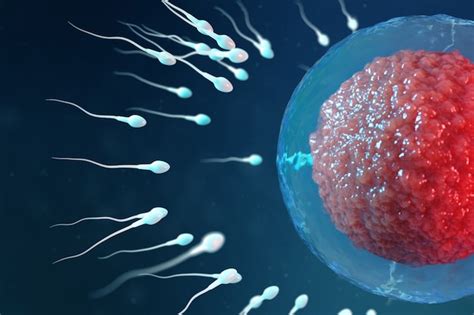 Infographic die de interactie tussen eicel en sperma visualiseert