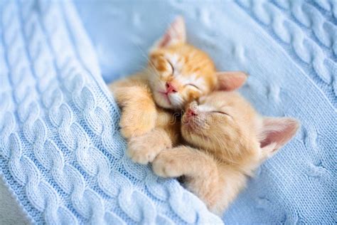 Babykat die op een deken knijpt en zuigt