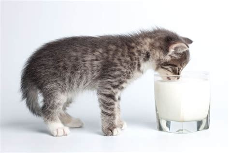 Twee kittens die bij hun moeder drinken