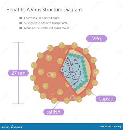 Illustratie van de Hepatitis A viruscel