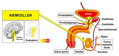 Informatieve tekening van de mannelijke urethra met aangegeven lengte