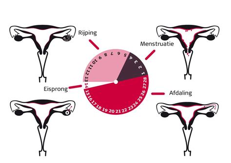 Schema van de baarmoeder met uitleg over menstruatiecyclus en stolling