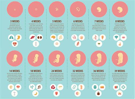Baby's ontwikkeling in het derde trimester: groei, zintuigen, houding