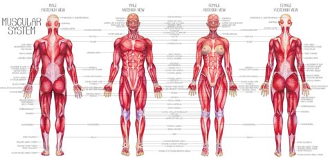 Illustratie van de spieren die betrokken zijn bij slikken en kauwen bij een kind
