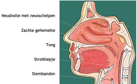 Gedetailleerde anatomische illustratie van de mond- en keelholte met functionele benamingen
