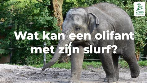 close-up van een zwangere olifant met zichtbare beweging in de buik