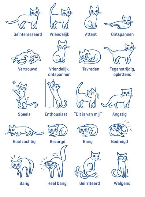 Infographic die de lichaamstaal van een angstige of agressieve kat toont