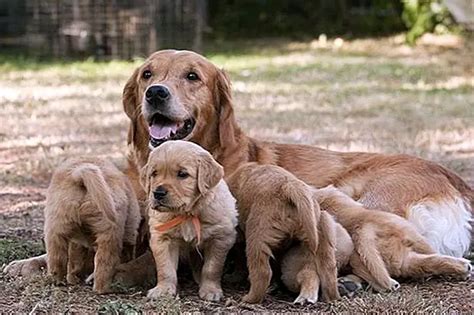 Een moederhond die haar pasgeboren pups verzorgt