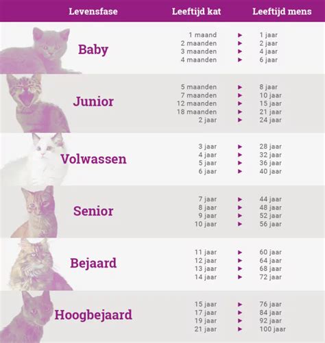 Infographic met de verschillende fasen van Dr. Brown's spenen en hun aanbevolen leeftijden