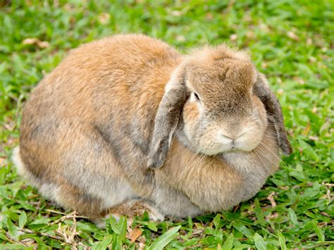 Diagram dat de stappen voor het vastpakken en positioneren van een konijn voor geslachtsbepaling illustreert.