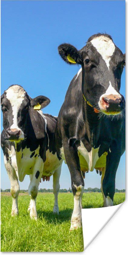 boerderij met koeien in weiland