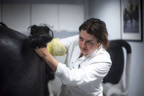 dierenarts die een koe rectaal onderzoekt