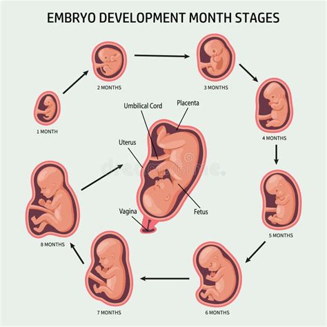 illustratie van een foetus in de baarmoeder met omringende emotionele energie