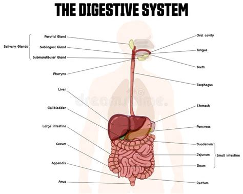 Illustratie van verschillende vruchtendrankpakjes met vermelding van het vruchtgehalte