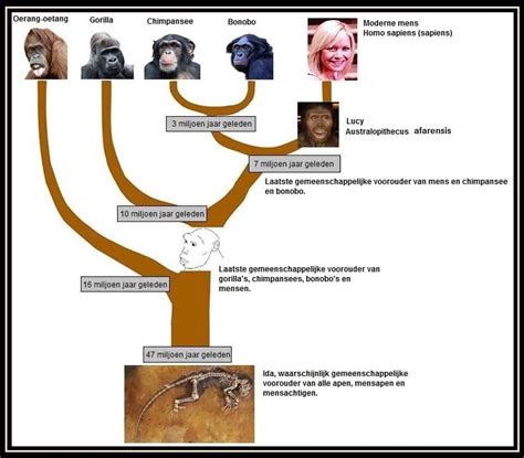 Een grafiek die de genetische verwantschap tussen mensapen en mensen toont, met tijdsindicaties voor de afsplitsing van verschillende lijnen.