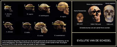 Een schema dat de veranderingen in menselijke anatomie tijdens de evolutie toont, met nadruk op de huid, het skelet en de hersenontwikkeling.