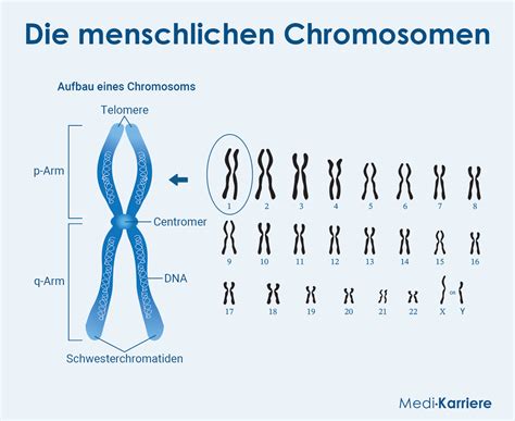 infographic met de verhouding X en Y chromosomen