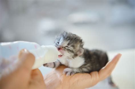 Pasgeboren kitten met gesloten ogen en oren