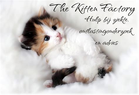 Kittens die spelen rond week vier