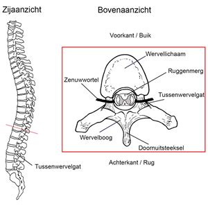 Schematische weergave van de wervelkolom en het ruggenmerg