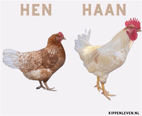 Illustratie die het verschil toont tussen dunne en dikke verklevingen in de baarmoeder.