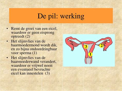 Illustratie van de werking van de anticonceptiepil op de hormooncyclus en de eisprong