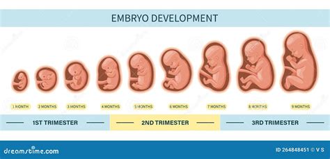 illustratie van een baby in de baarmoeder rond week 20