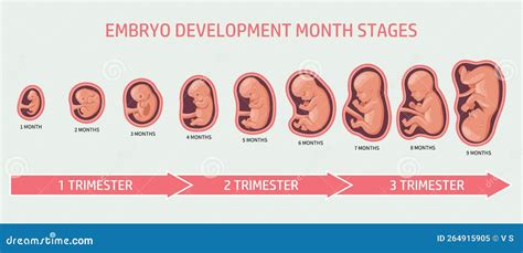 infographic over de ontwikkeling van de baby in de laatste weken van de zwangerschap